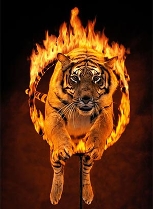 Билеты на Цирк.ру